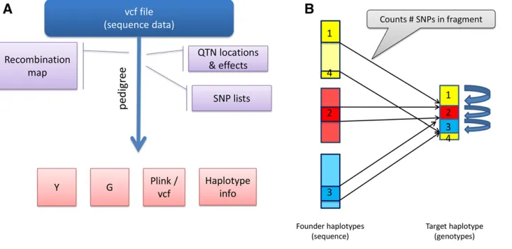 Figure 1 General outline of SBVB. (A)from three founders, each with a different color