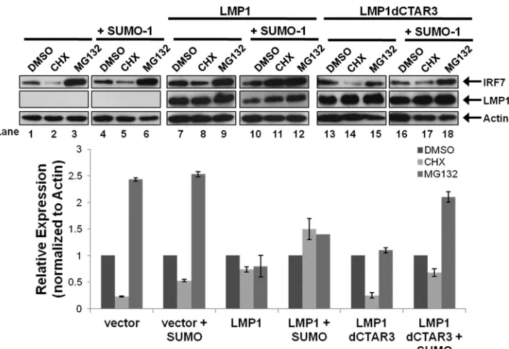 FIG 4 LMP1-induced sumoylated IRF7 localizes to the nucleus. (A) 293T cells were transfected with FLAG-LMP1 or FLAG-LMP1dCTAR3 along withGFP-IRF7, Myc–SUMO-1, or the vector control and cultured for 48 h