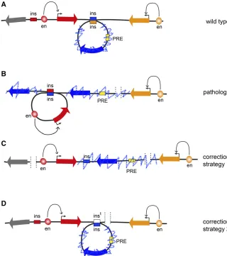 Figure 4 Prospects of 3D genome engineering. (A)is not epigenetically repressed and could be acti-vated later during development