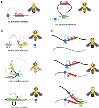 Figure 2 Transgenic insulator assays. (A) Position-