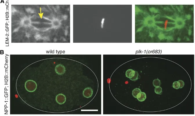 Figure 7 (A) The nuclear membranes betweentemperature for thisallele. NE is detected with the nuclear pore sub-unit NPP-1 fused to GFP (in green) and the chro-mosomes are highlighted with histone H2Bfused to mCherry (red)