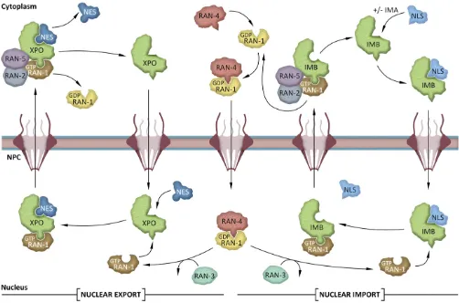 Figure 8 Nuclear export and import of macromolecules are regulated by transport receptors and the RAN-1 GTPase cycle