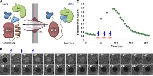 Figure 9 The LANS tag allows spatiotemporal control of nuclear accumulation by illumination