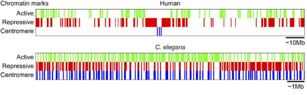 Figure 3 Comparison of global chromosome patterningchromosome, whereas theis present throughout the chromosome, remonocentric and holocentric chromosome structures, re-spectively