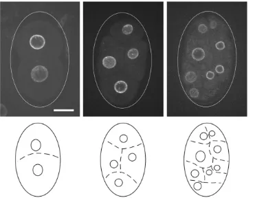 Figure 4 Two (left), four (middle), and(2015). Bar, 10eight (right) cell-stage C. elegans em-bryos, visualized using an NPC protein,NPP-1, fused to GFP (top row)