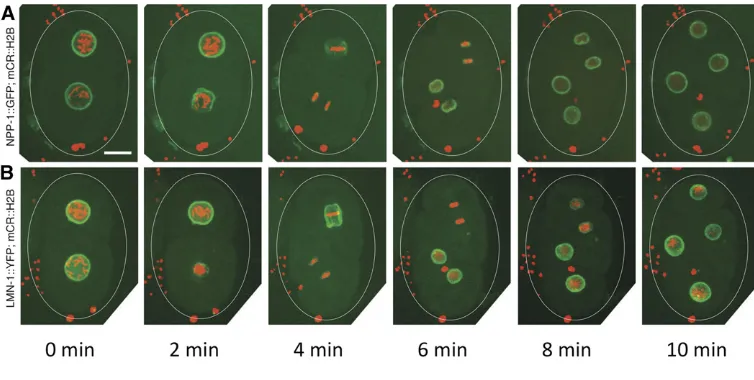 Figure 5 Time-lapse images of10two C. elegans embryos, startingat the two-cell stage, showing NEbreakdown as it occurs during mi-tosis