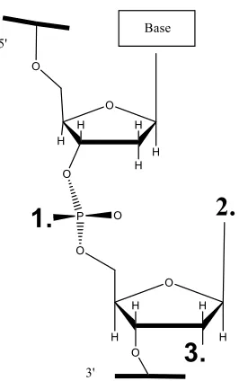 Figure 5: Locations for nitroxide labeling within DNA. 1. Internal Phosphate, 2. Sugar, 3