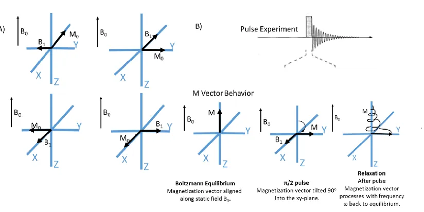 Figure 10: A) four phases of B1 in the rotational coordinate frame B) simple π/2 pulse diagram with subsequent behavior of magnetization vector (modified17) 