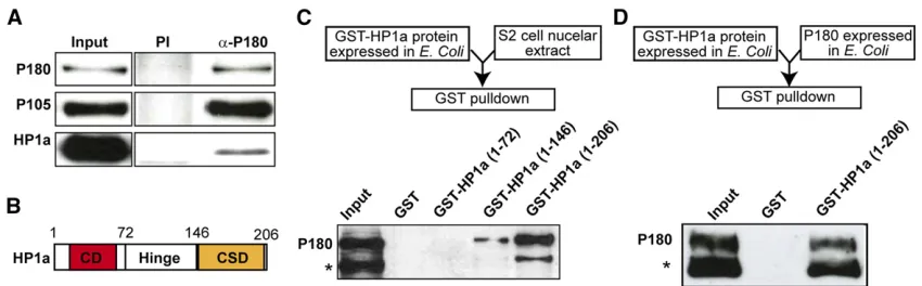 Figure 1 P180 and HP1a interact directly. (A) IP of P180 in nuclear extracts from cultured Schneider S2 cells