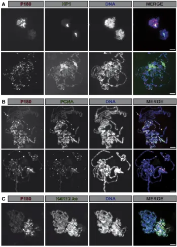 Figure 2 Binding of P180 on polytene chro-staining allows detection of (AFLAG fusion protein, (A) HP1a, (B) PCNA,or (C) H4 acetylated on lysine 12 on salivaryglandmosomes occurs in a replication-dependentmanner and only poorly correlates withHP1a localizat