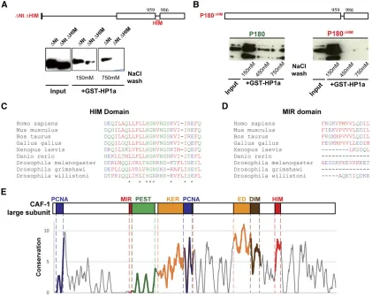 Figure 3 A conserved 27-residue domain is required for CAF-1 large subunit interaction with HP1a