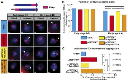 Figure 5 The HIM domain participates in heterochromatin-mediated pairing in germ cells