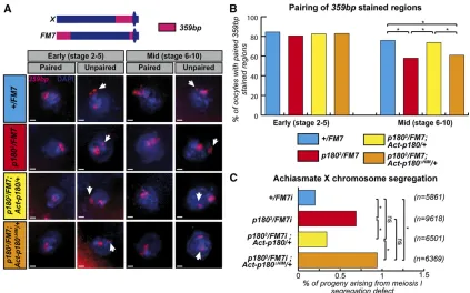 Figure 5 The HIM domain participates in heterochromatin-mediated pairing in germ cells