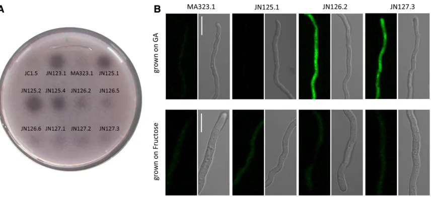 Figure 4 (A) Complementation analysis of GaaX-GFP fusions. Polygalacturonase activities ofmentation strains, and their parental strains were detected by spotting 50agarose