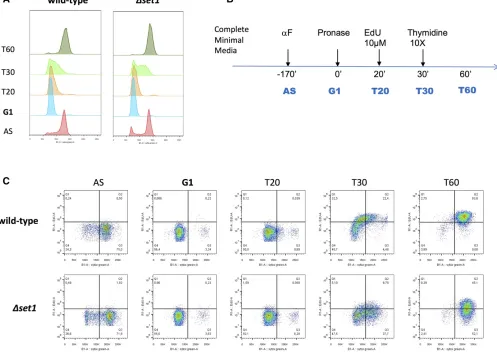 Figure 6 Delayed S phase entry of Dset1 cells. (A) Classical FACS proﬁles of WT and Dset1 strains harboring TK-hENT1 integrated cassettes allowing fastand efﬁcient uptake of EdU