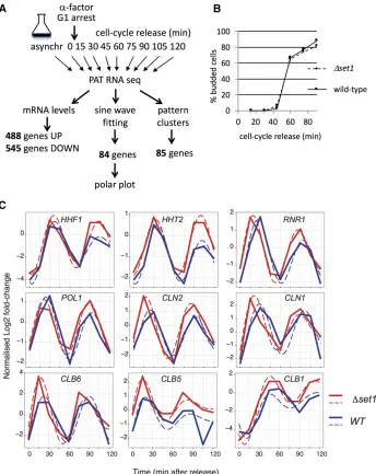 Figure 3 Gene expression analyses inand MethodsmRNA oscillation amplitude where the datawere centered around a mean of zero; thexduration of the time course
