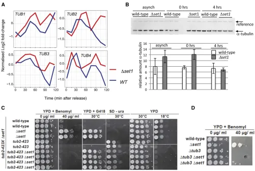 Figure 4 Increased tubulin expression in18Tub3) levels in asynchronous (asynch) WT andinternal reference for quantiascospores with the genotypes indicated on the left were obtained