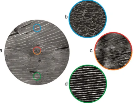 Figure 1. (field of view (FOV) is 50 µm. The coloured circles indicate representative areas where XPEEM images were taken with a higher resolution than the images shown in (conditions (380 µatm for (aragonite