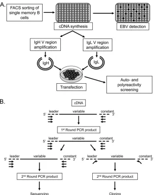 FIG 1 Schematic representation of the cloning and expression methods used in this study
