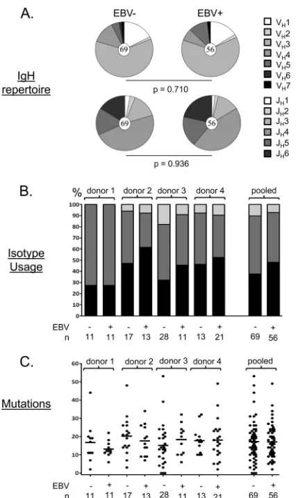 FIG 2 Summary of the properties of the cloned antibodies. (A) Each pie charthave shown previously to lack EBV (shows the distribution of VH and JH gene usage for all the cloned antibodiestested