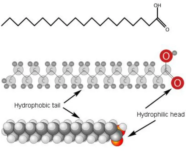 Fig 2-6 The general chemical structure of an amphiphilic molecule. 