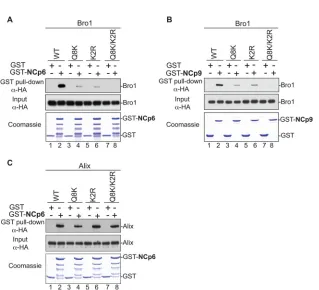 TABLE 1 List and characterization of Alix-Bro1 mutants tested in this studya