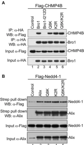 FIG 2 Alix Bro1 mutants retain binding to their natural cellular partners. (A)Alix Bro1 mutants bind CHMP4B