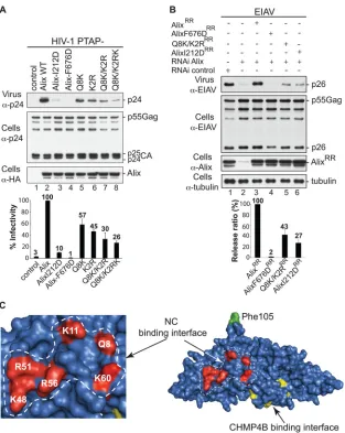 FIG 3 Alix Bro1 interface involved in NC binding plays a critical role in virus release