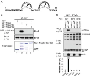 FIG 4 Basic residues in NC are required for the interaction with the Alix Bro1 domain