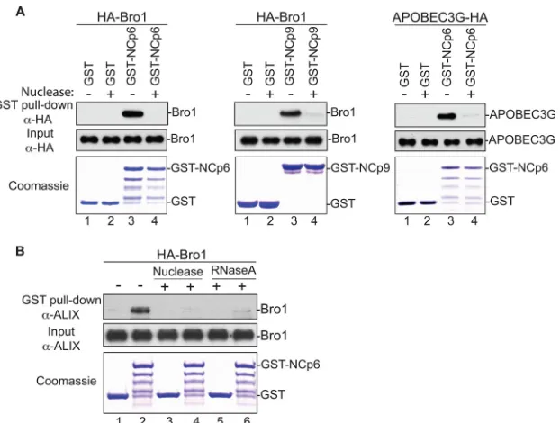 FIG 6 Schematic representation of a two-step model for Alix function in virus assembly and budding