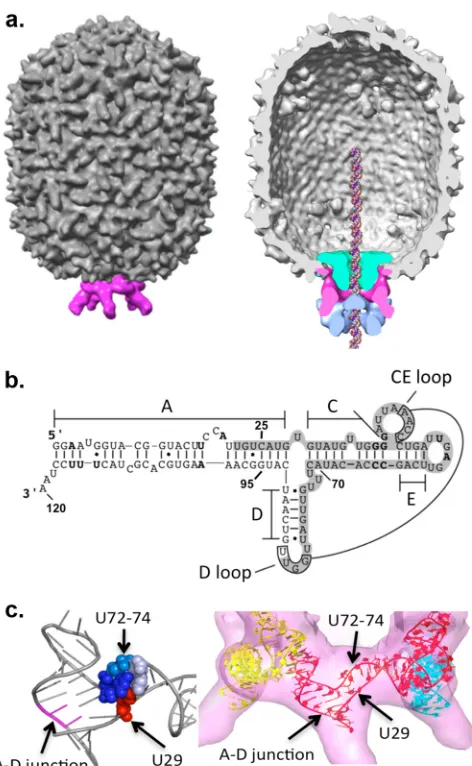 FIG 1 The DNA packaging motor of bacteriophage(right, cutaway), showing the molecular envelopes of the motor components.The head/tail connector is in green, the pentameric pRNA is in pink, and thepackaging ATPase gp16 is in blue