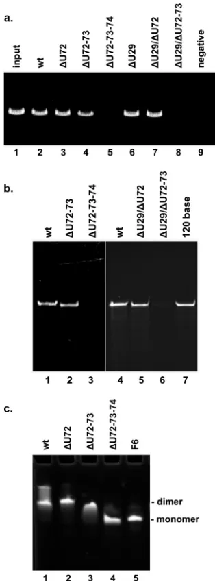 FIG 2 Analysis of the U-rich region (U29 and U72-74) of the three-helixpRNA (lane 1) and deletions in the tri-U linker (lanes 2 to 4) were analyzed.pRNA mutant F6, which has mutated residues that prevent multimerization,was used as a control to mark the po