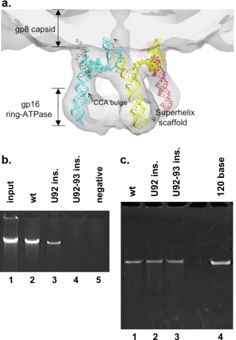 FIG 3 Analysis of the third side of the three-helix junction. (a) Model of thepackaging by proheads containing pRNA insertion mutants