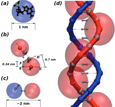 Fig. 1(a) The level of coarse-graining of the model is here summarised byfull chain thickness is around 2 nm, as that of B-DNA