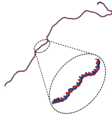 Fig. 2An example of an equilibrated configuration of a 1000 bp double-stranded DNA molecule, as simulated with the model presented in Section 1.