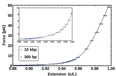Fig. 5In order to simulate single-molecule experiments the model fordsDNA is anchored to a surface at the bottom end while being stretchedwith a constant force F from the top end