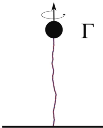 Fig. 7The model DNA is anchored to a surface at the bottom end whilebeing stretched with a constant force F, and a torque C is applied at the topend