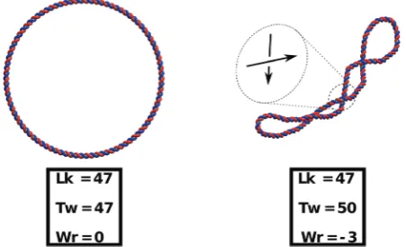 Fig. 10This figure shows the relaxation of a negatively supercoiledcircular dsDNA. (left) The molecule (500 bp long) is initialised as a perfectring from which three full turns are removed
