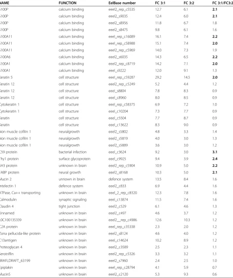 Table 4 Significant fold changes (FC) in gene transcription levels in eels from segment 3 as compared to individualsfrom segment 2 (FC 3:2) or from segment 1 (FC 3:1) (SAM analysis, FDR cutoff = 5%)