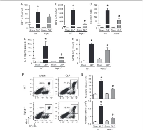 Figure 3 Ripk3−/− mice show decreased chemokine expression and neutrophil infiltration in the lungs after CLP