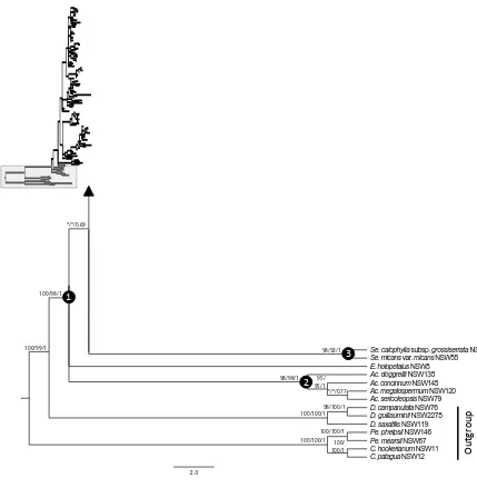 Fig. 
  2.5 
  Maximum 
  clade 
  credibility 
  tree 
  from 
  Bayesian 
  analysis 
  of 
  the 
  combined 
  plastid 
  
