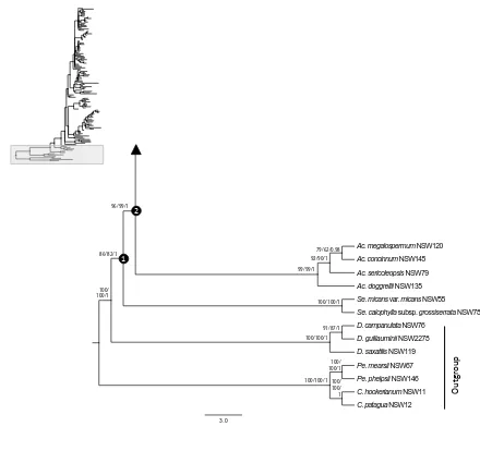 Fig. 
  2.6 
  Maximum 
  clade 
  credibility 
  tree 
  from 
  Bayesian 
  analysis 
  of 
  the 
  combined 
  plastid 
  