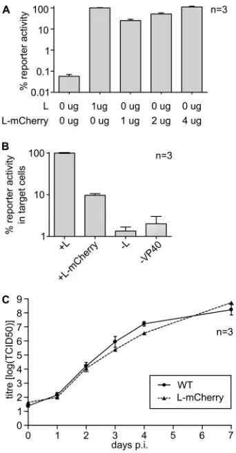 FIG 2 Functional analysis of L-mCherry. (A) Minigenome assay. 293T cellswere transfected with expression plasmids encoding all ZEBOV RNP proteins,including the indicated amounts of either wild-type L or L-mCherry, a T7-driven minigenome, and a T7 RNA polym