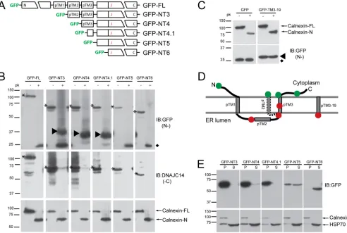 FIG 1 Studies of DNAJC14 topology. (A) Schematic of DNAJC14-FL and pTrip-GFP mutant constructs fused in frame to the C terminus of GFP