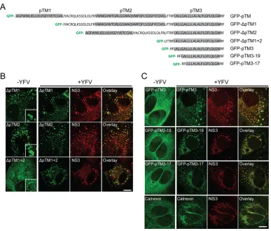 FIG 3 DNAJC14 pTM3 mediates recruitment to YFV NS protein clustering sites. (A) Schematic of DNAJC14 pTM mutant constructs