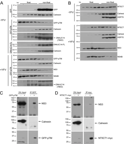 FIG 4 DNAJC14 mutant constructs are associated with YFV NS proteins on DRMs. SW13 cells expressing GFP, GFP-pTM, DNAJC14-FL (A), or NT5CT1 (B)were infected with YFV (MOI, 5) or not infected