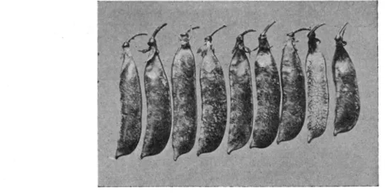 FIGURE 10.-Nine broad, pods from 9 plants of the  variety  designated  “segregate  (S),”  showing the slightly  curved  pod  character