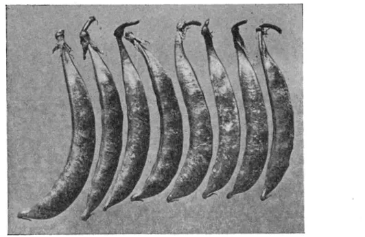 FIGURE 1.-Random sample shape of pods, one from a single plant, showing the narrow scimitar of the pods of the variety Graue Riesen Schnabel (87)