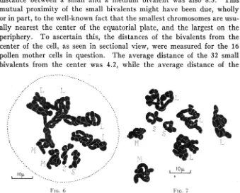 FIGURE 6.-Late prophase in the pollen mother cell of the triploid hyacinth, “King chromosomes having been squeezed from the cell