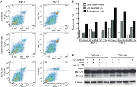 FIG 8 KSHV miR-K10 variants inhibit TGF-apoptotic cells in panel A. (C) KSHV miR-K10 variants inhibit TGF-�-induced apoptosis